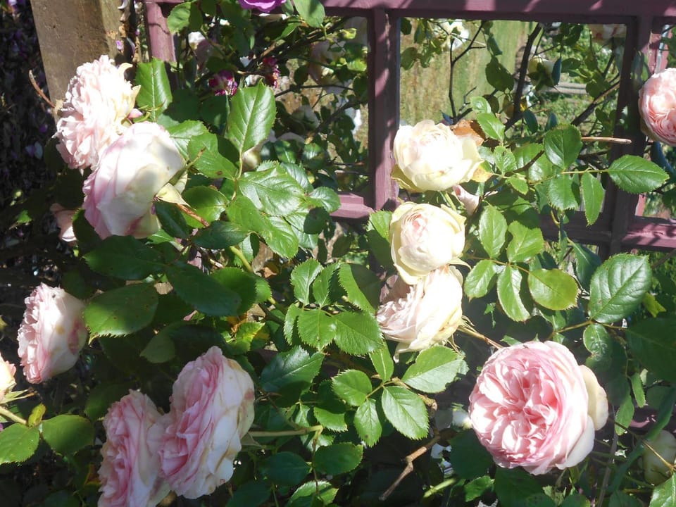 Garden, Garden view