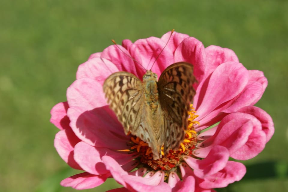 Villa Iris Studios Hotel in Halkidiki