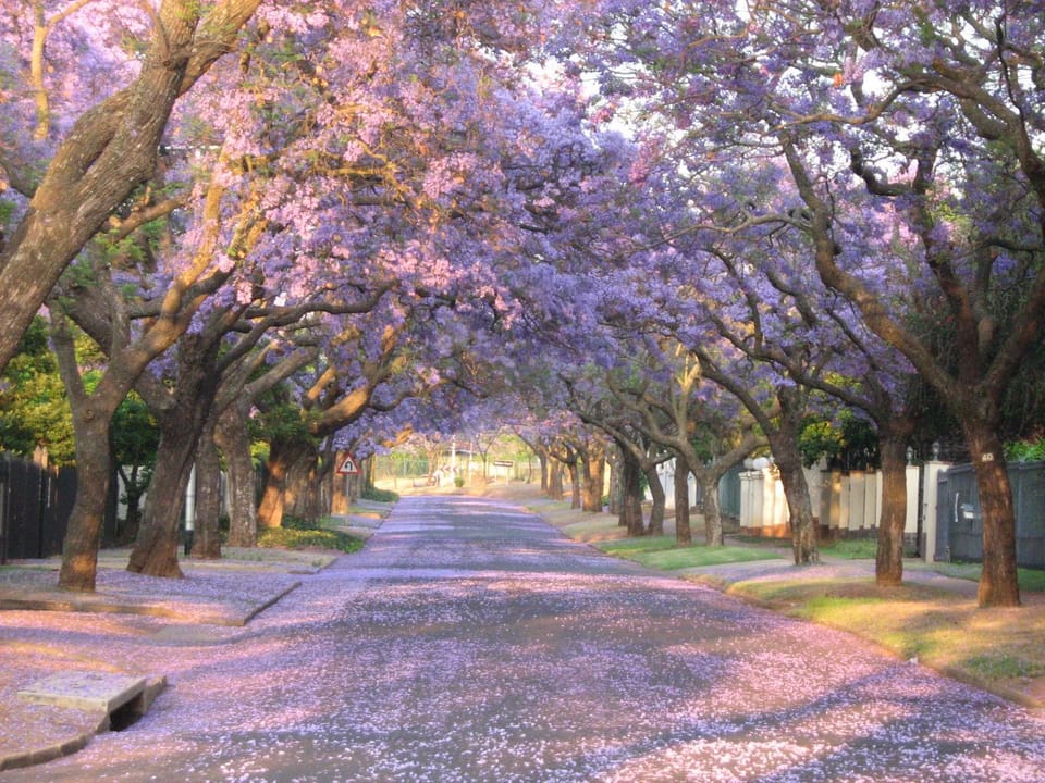 Spring, Day, Neighbourhood, Natural landscape, Other