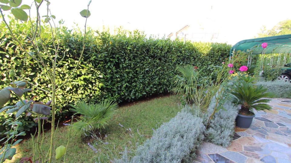Summer, Garden