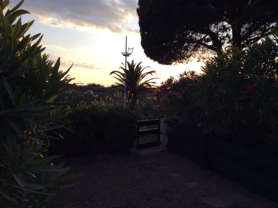 Garden, Garden view, Sunset