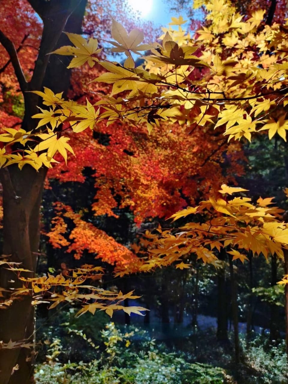 Otsu Nature Garden Bed and Breakfast in Tokyo Prefecture