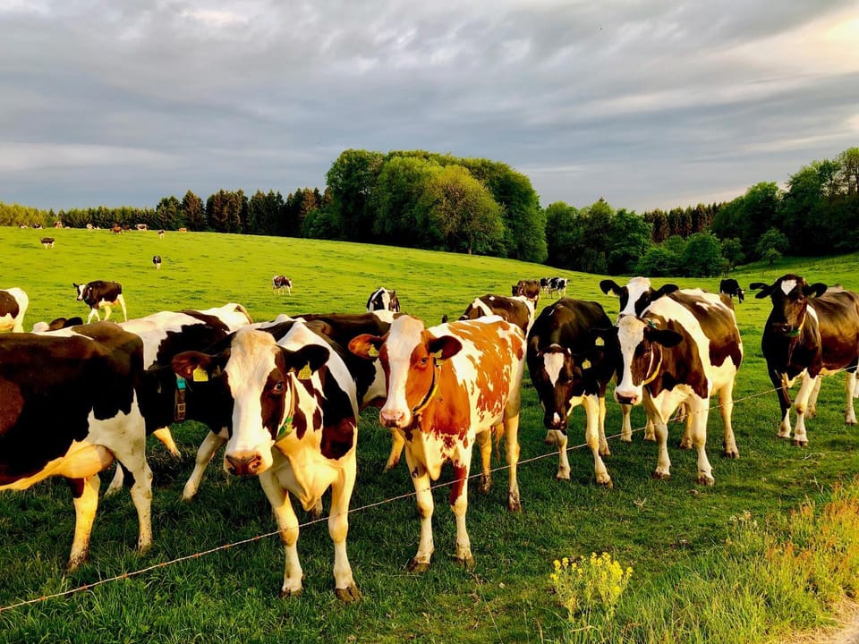 Animals