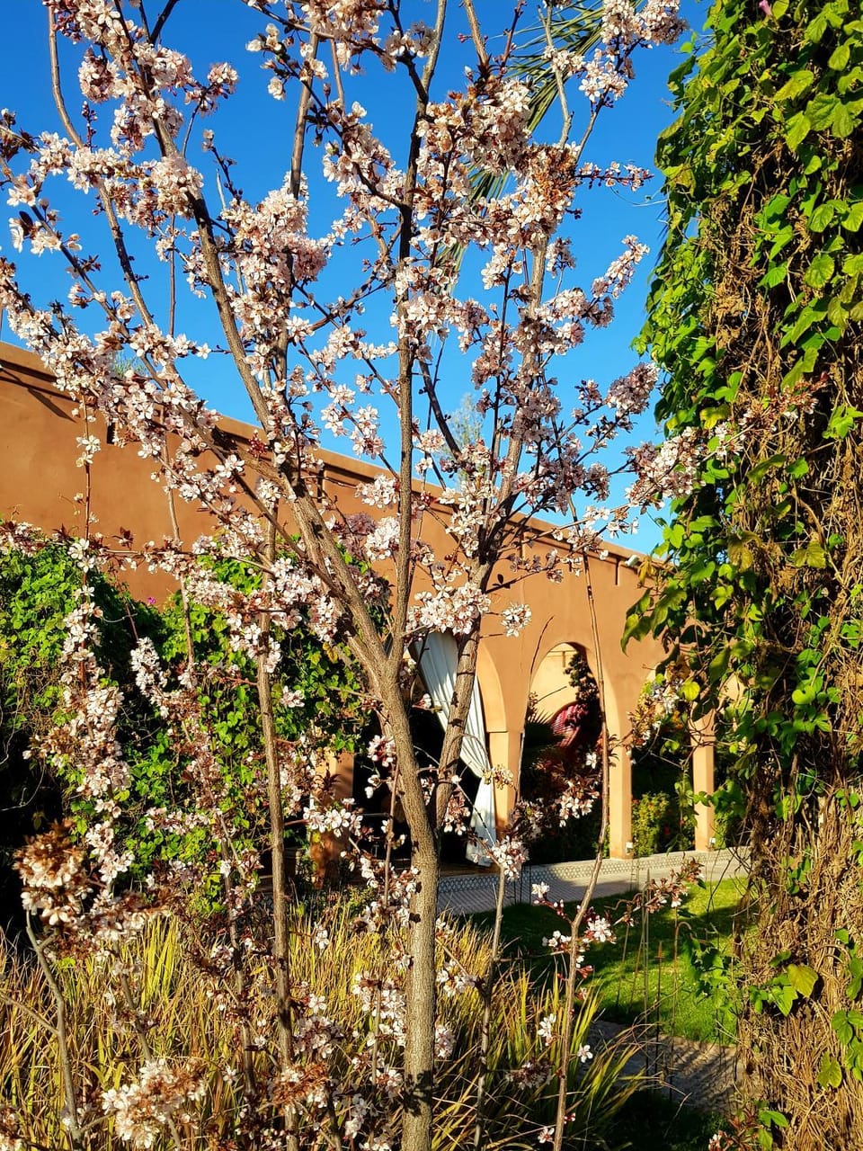 Spring, Garden