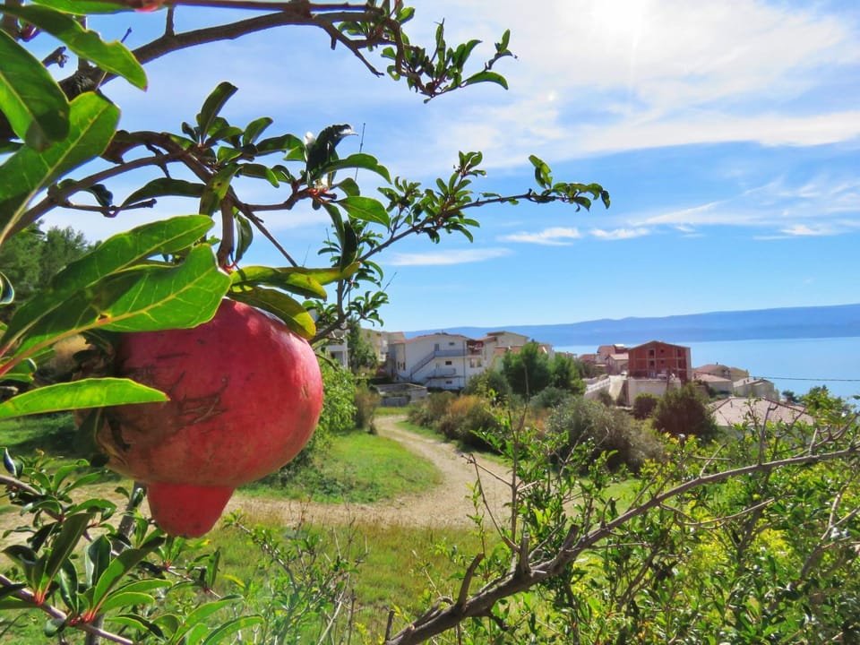 Garden, Sea view