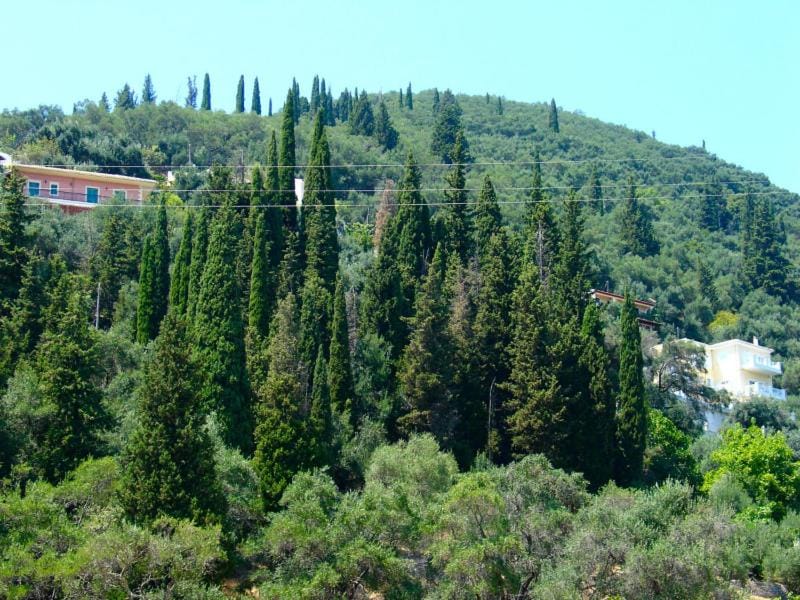 Mountain view