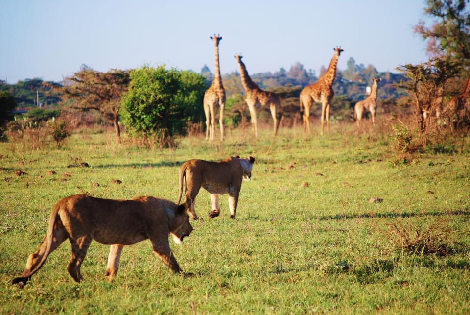 Property building, Activities, Animals