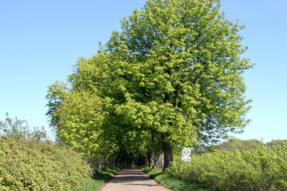 Natural landscape