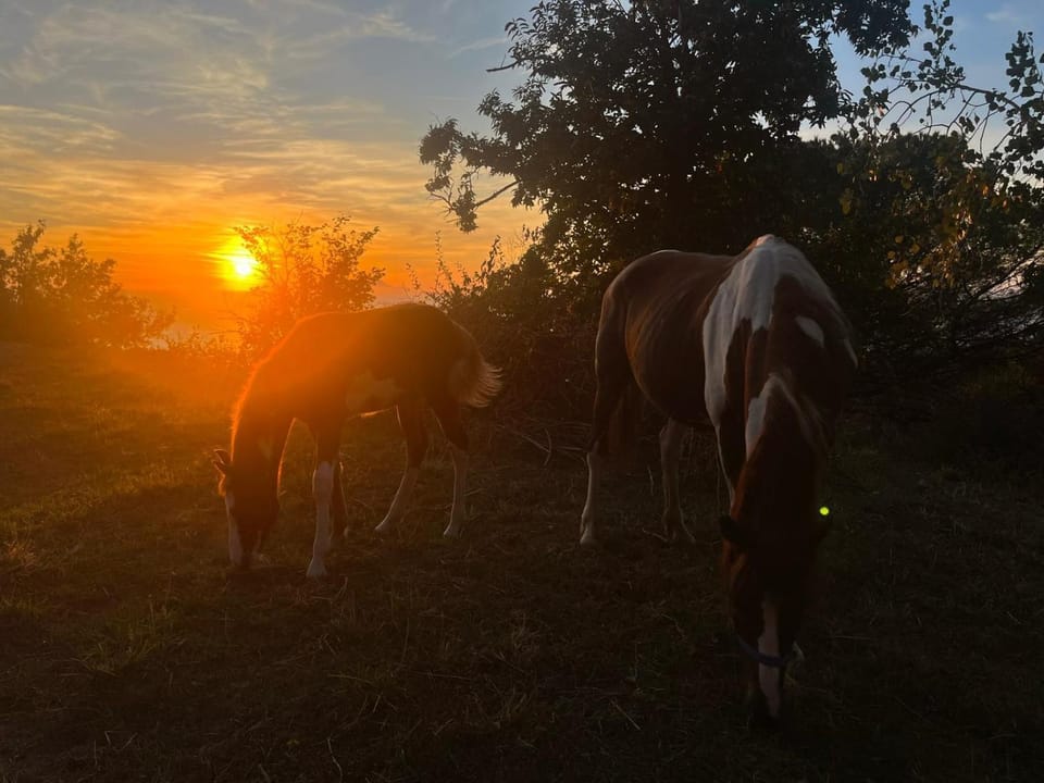 Corte Degli Ulivi Resort Bed and Breakfast in Vico Equense