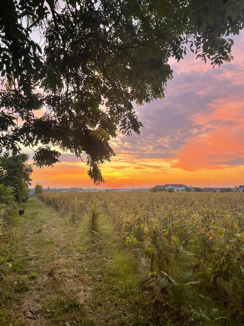 Spring, Natural landscape, Sunrise, Sunset
