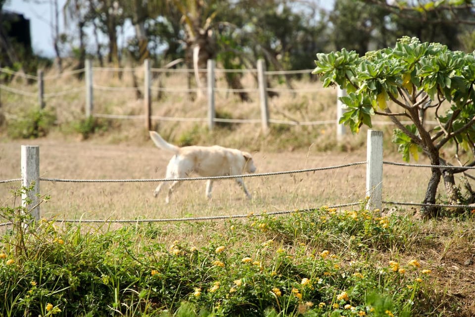 Day, Animals