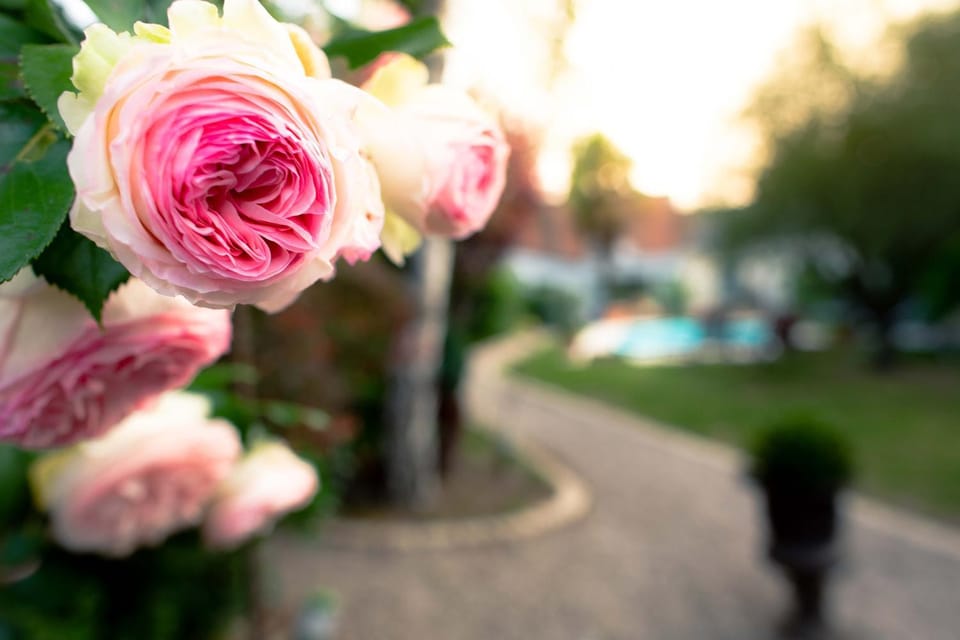 Spring, Day, Garden