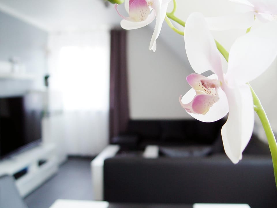 TV and multimedia, Living room, Other, Photo of the whole room, Decorative detail, Seating area