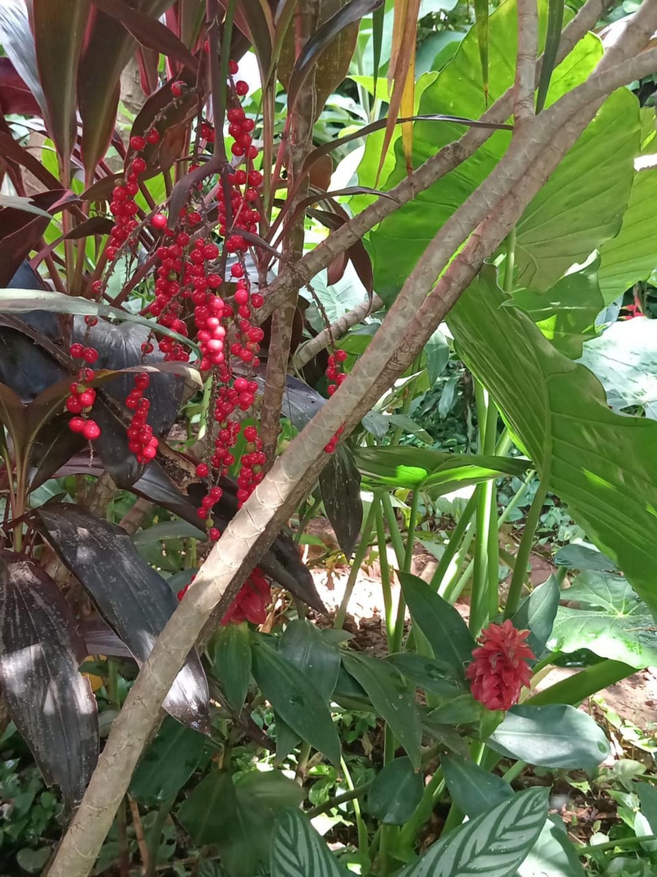 Garden view