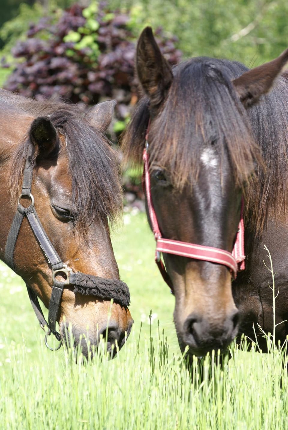 Horse-riding, Horse-riding, Other, Animals