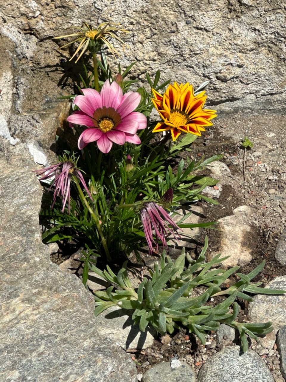 Spring, Garden