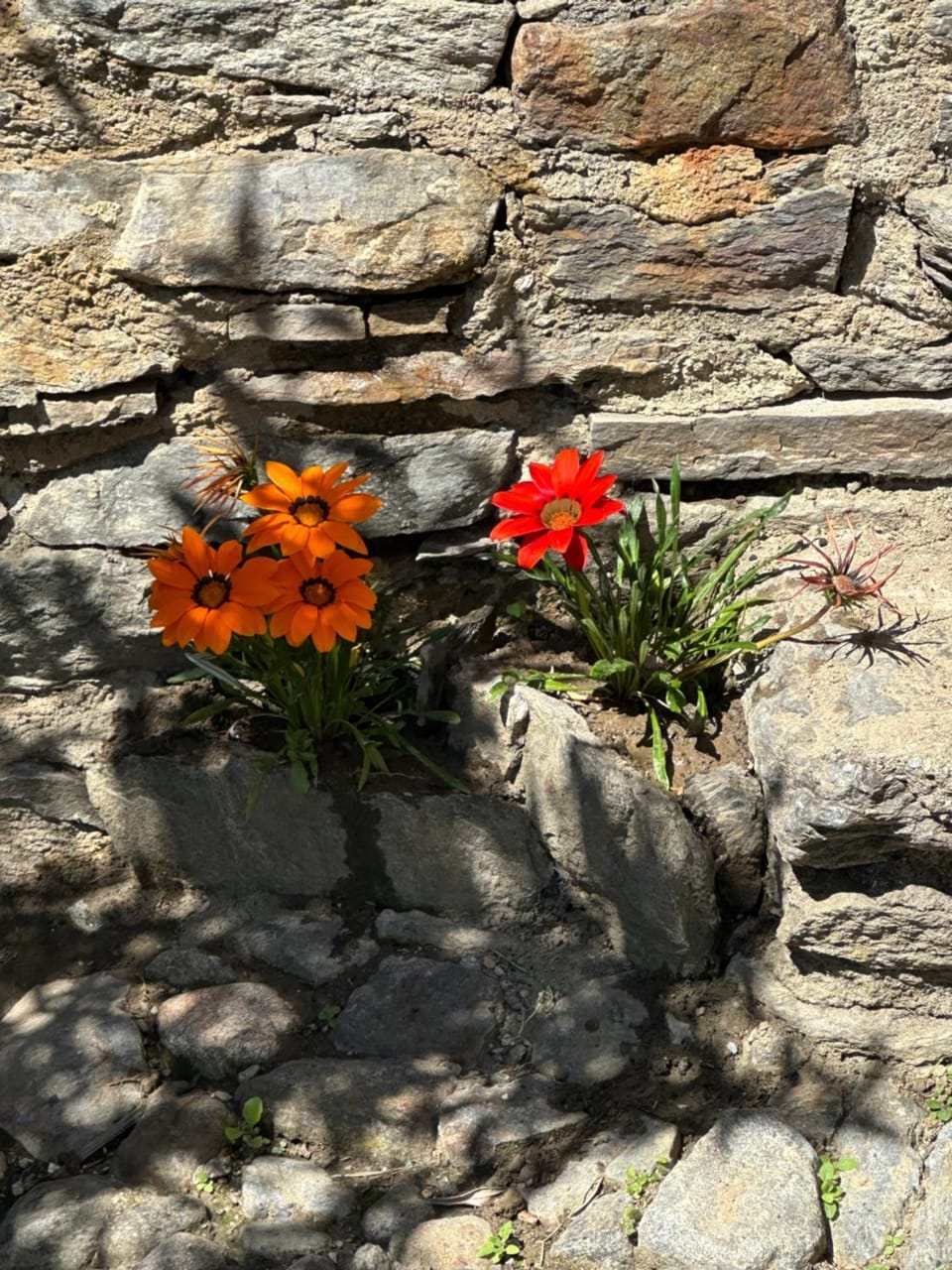 Spring, Garden