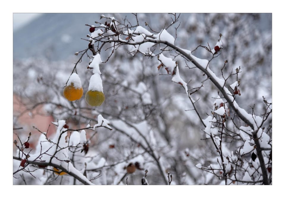 Winter, Garden