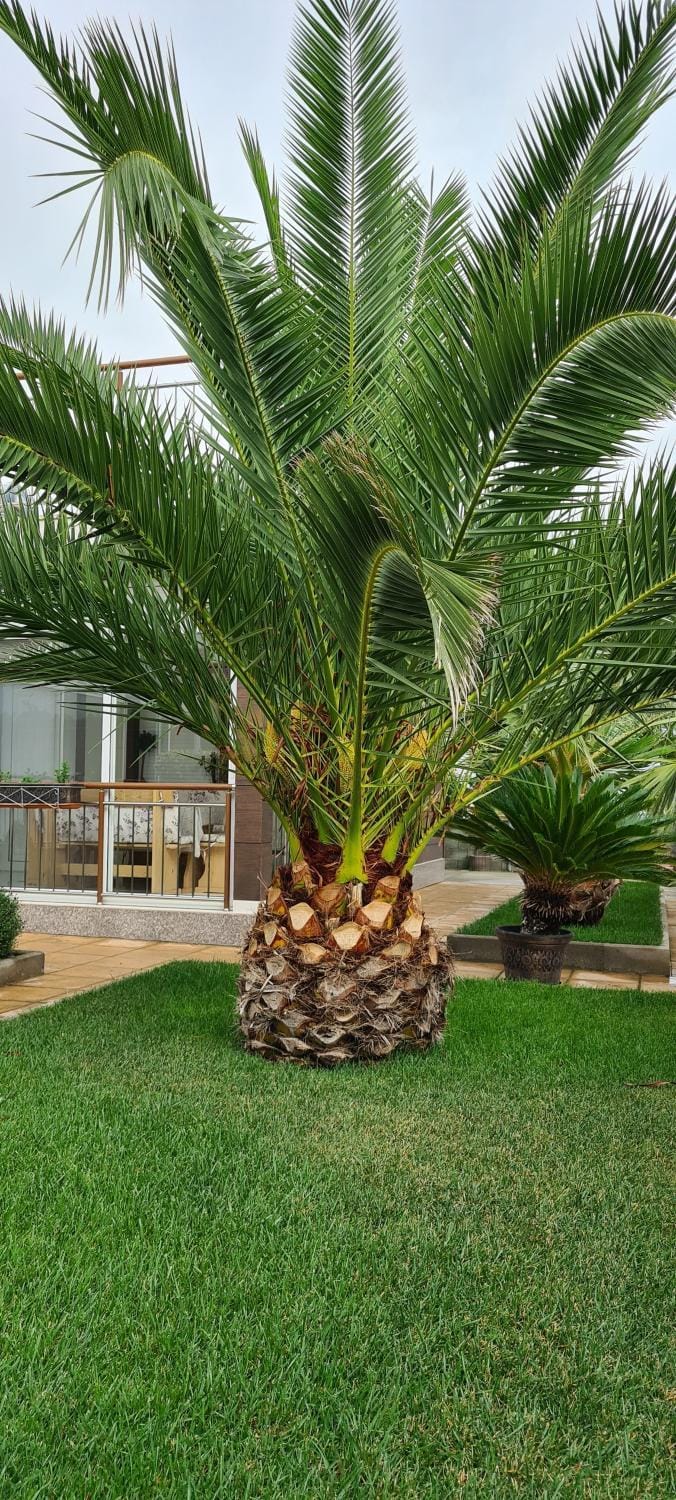 Villa Avdira Villa in Decentralized Administration of Macedonia and Thrace