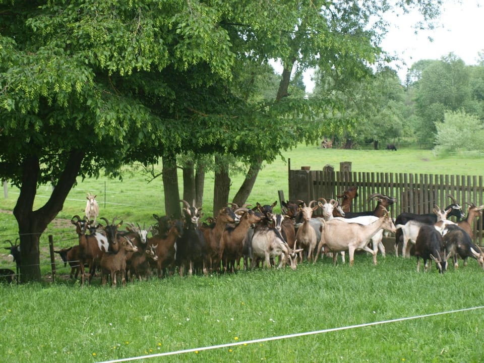 Animals
