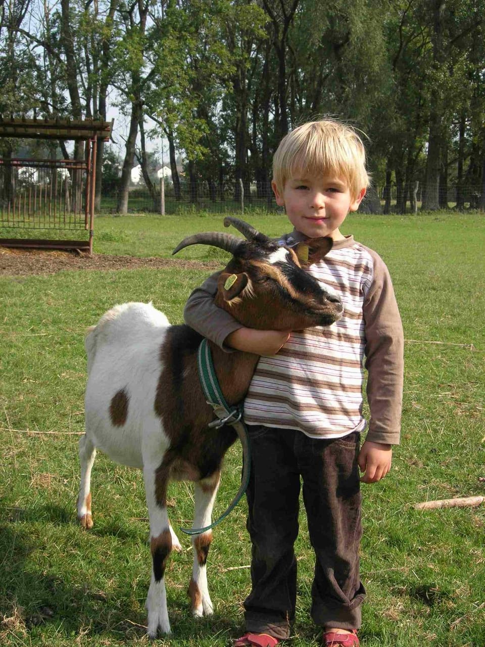 Animals