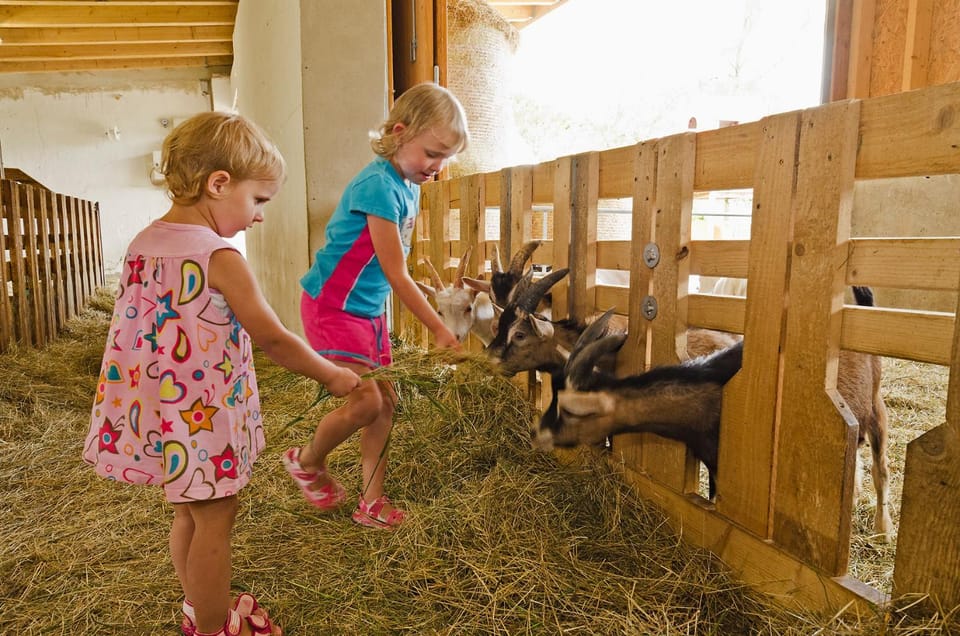 Animals
