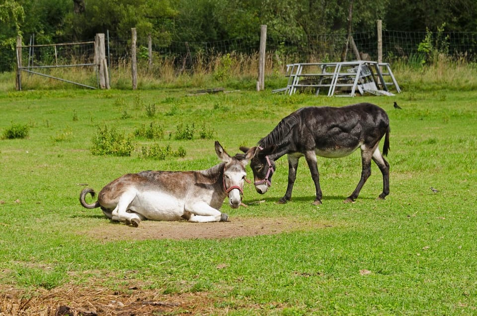 Animals