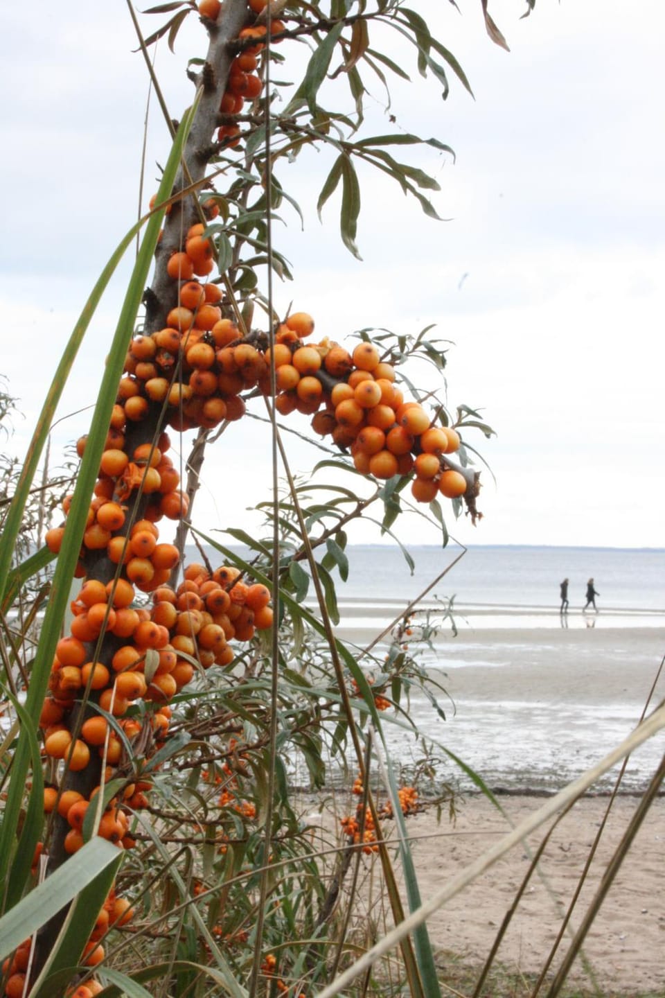 Natural landscape, Beach, Autumn
