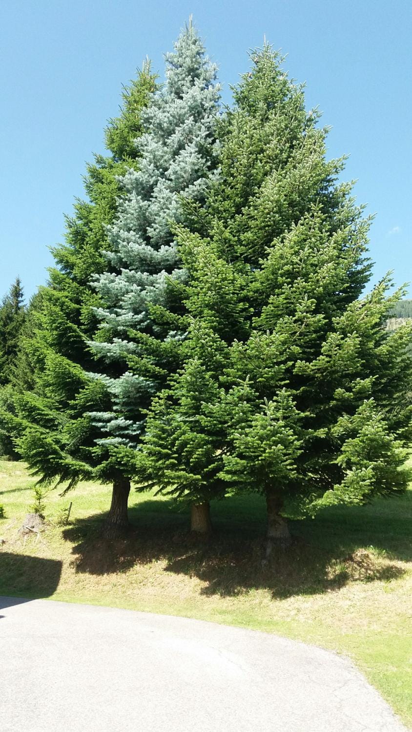 Natural landscape, Garden, On site