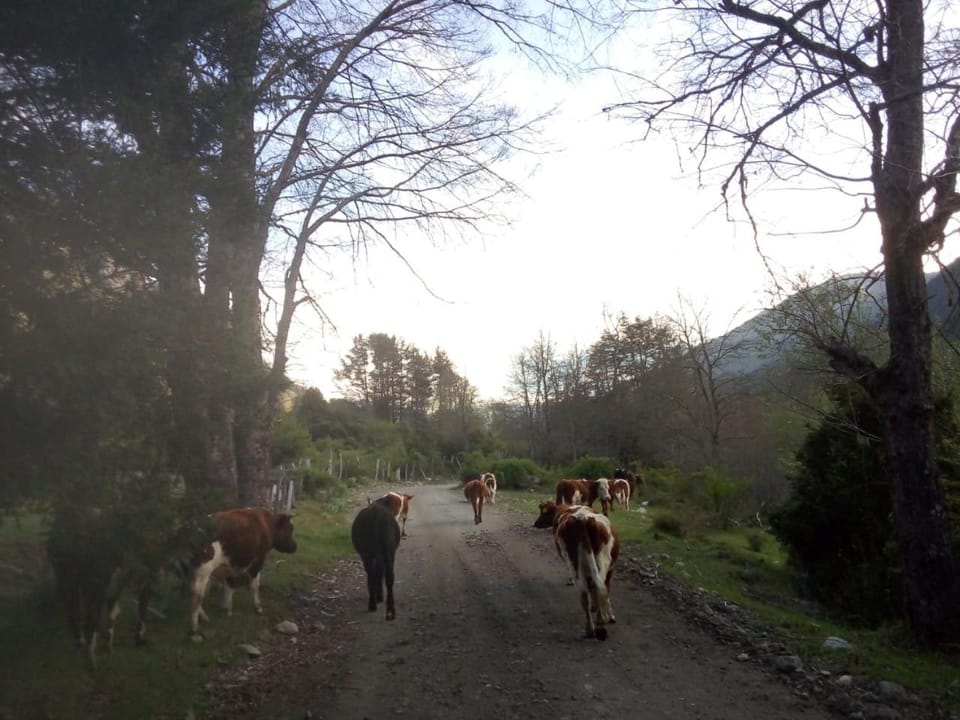 Animals