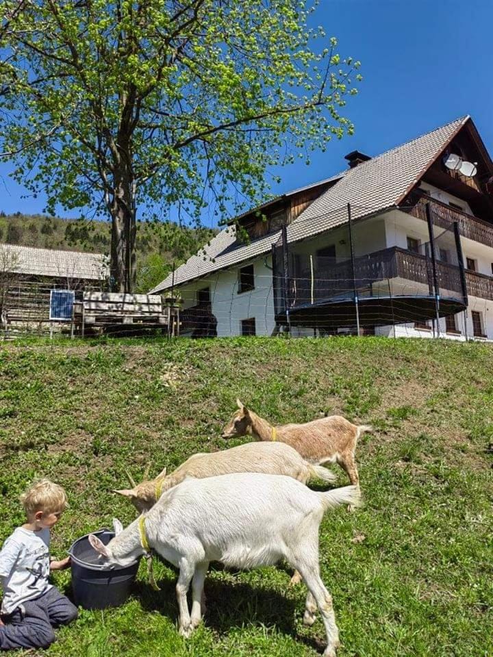 Turistična kmetija Pri Andreju Apartment in Friuli-Venezia Giulia