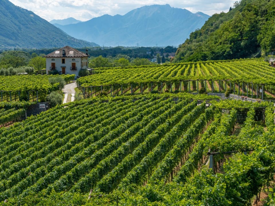 Natural landscape, Garden, Garden view, Mountain view