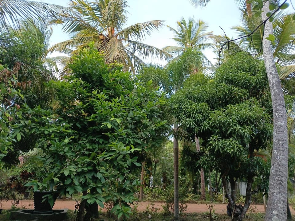 Wild View Stay Bed and Breakfast in Sri Lanka