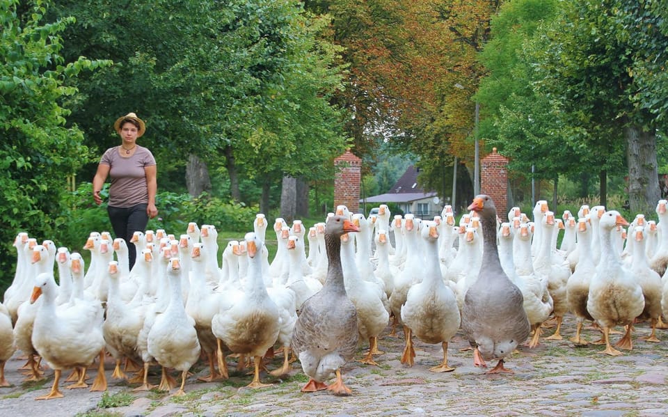 Animals