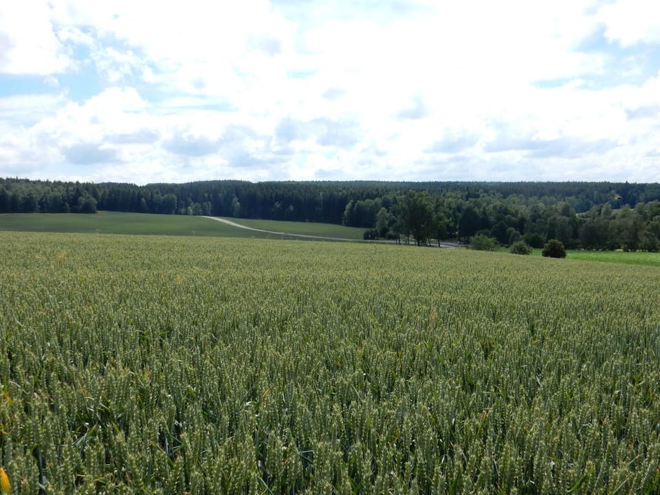Natural landscape, Summer