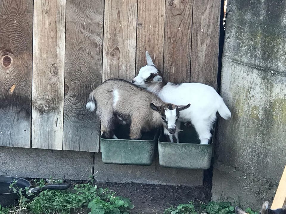 Pets