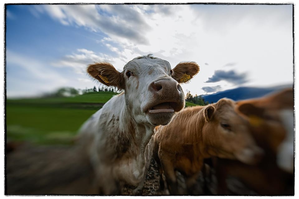 Animals