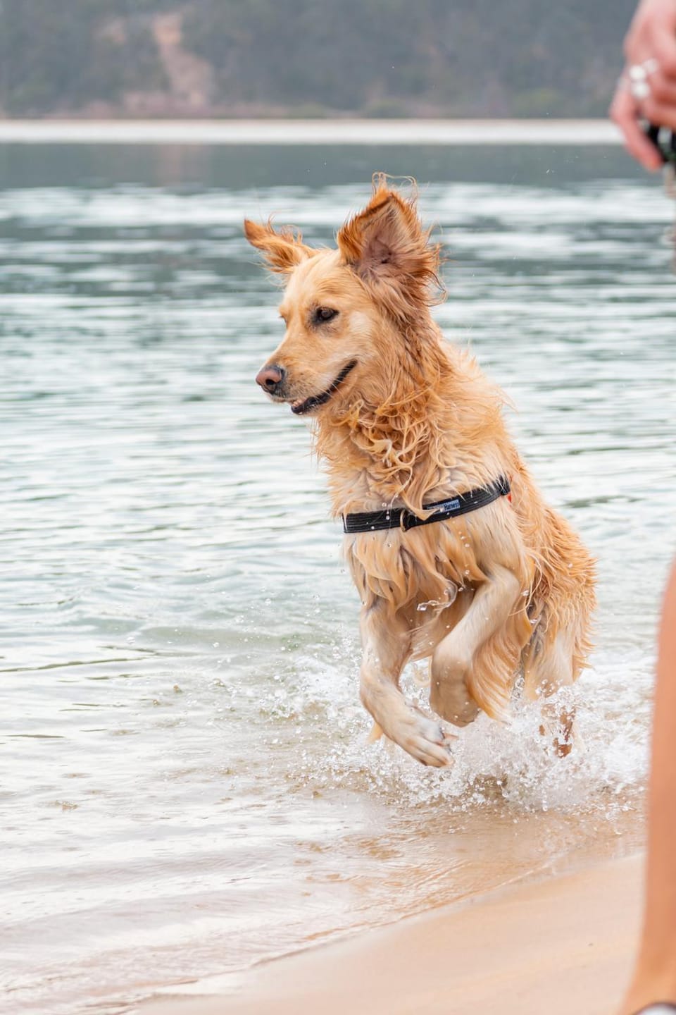Beach, Pets