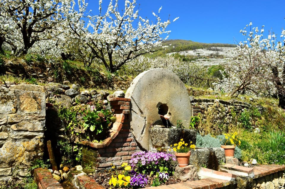 Spring, Garden