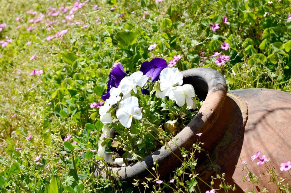 Spring, Garden