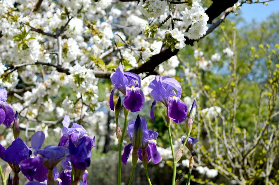 Spring, Garden
