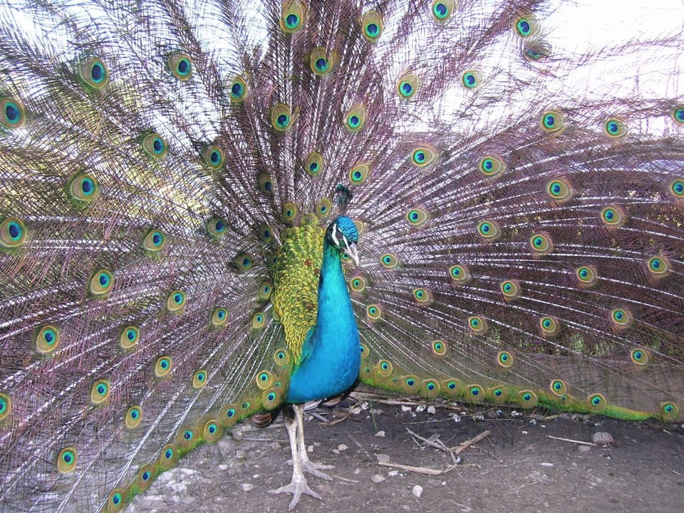 Animals