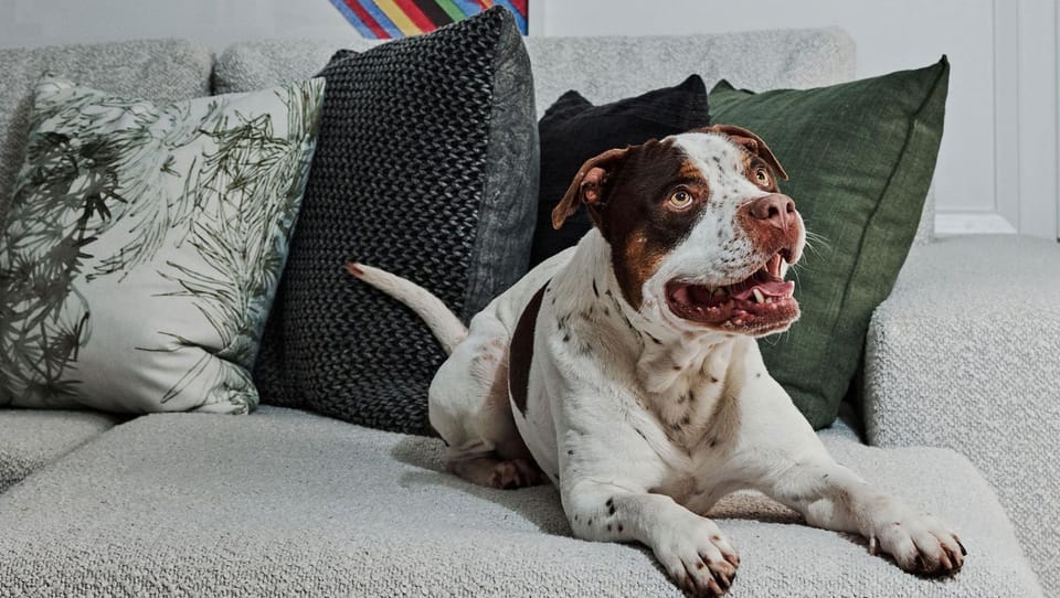 pet friendly