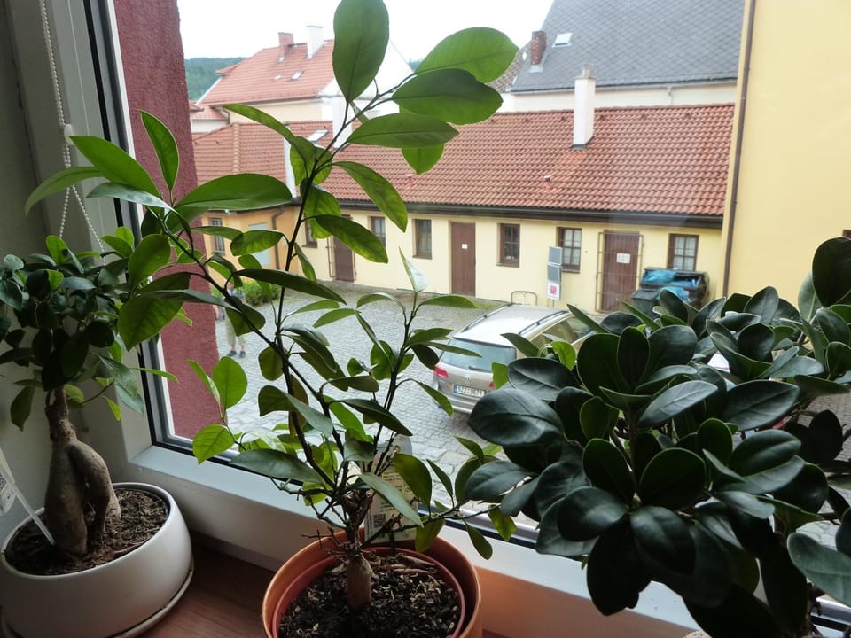 Inner courtyard view