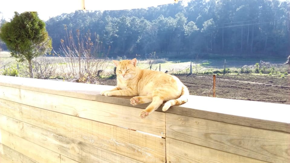 Pets, Mountain view