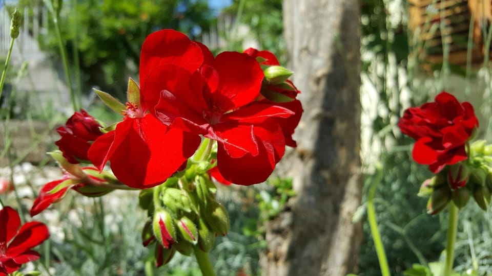 Natural landscape, Garden