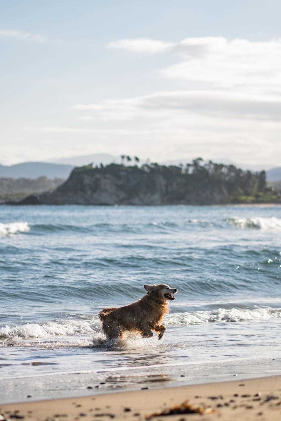 Beach, Beach, Pets