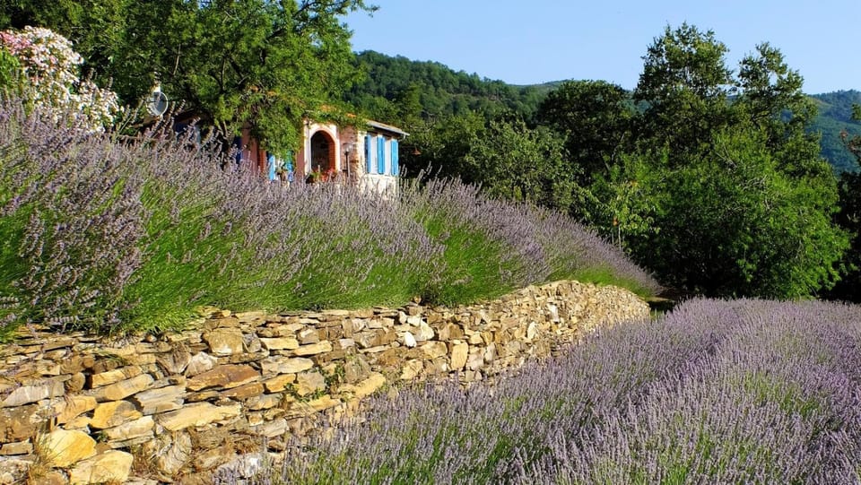 Photo of the whole room, Garden view
