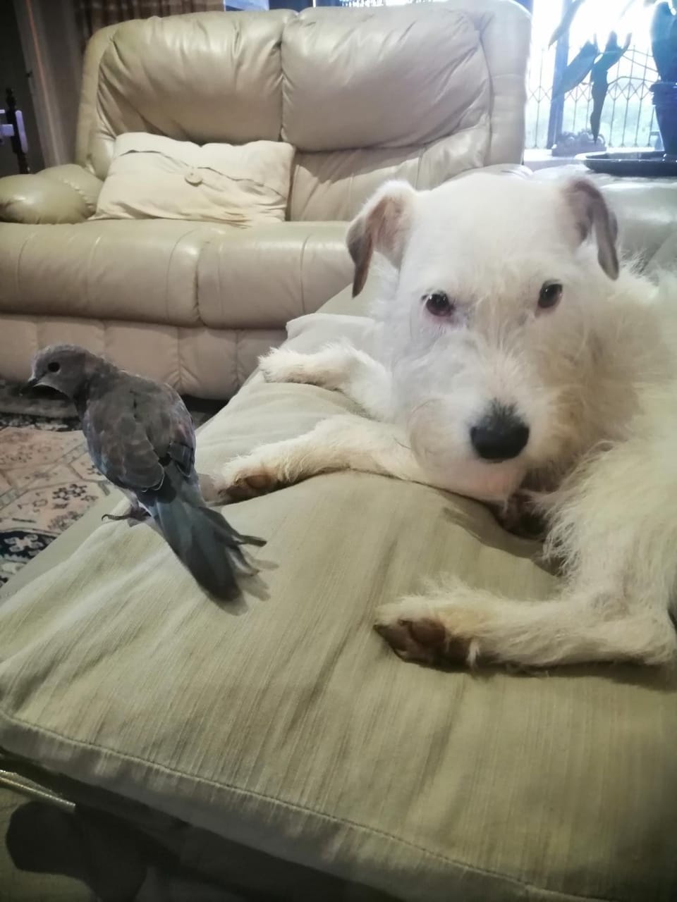 Animals, Pets