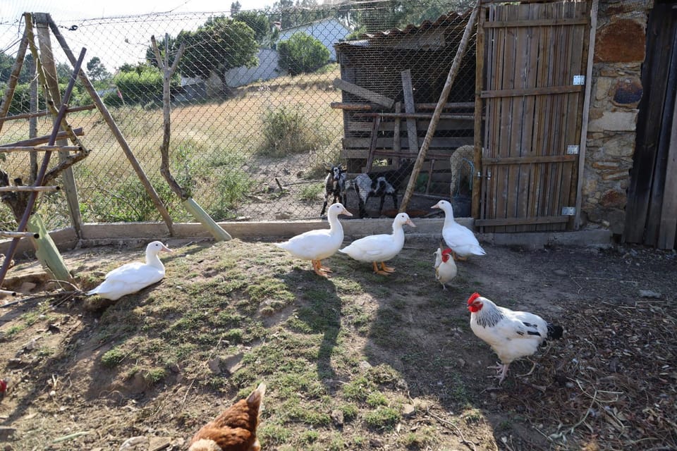 Animals